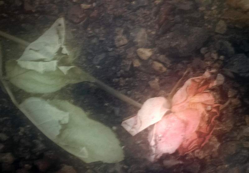 Fading Beauty - Jean Pain Adv Set 2nd.jpg